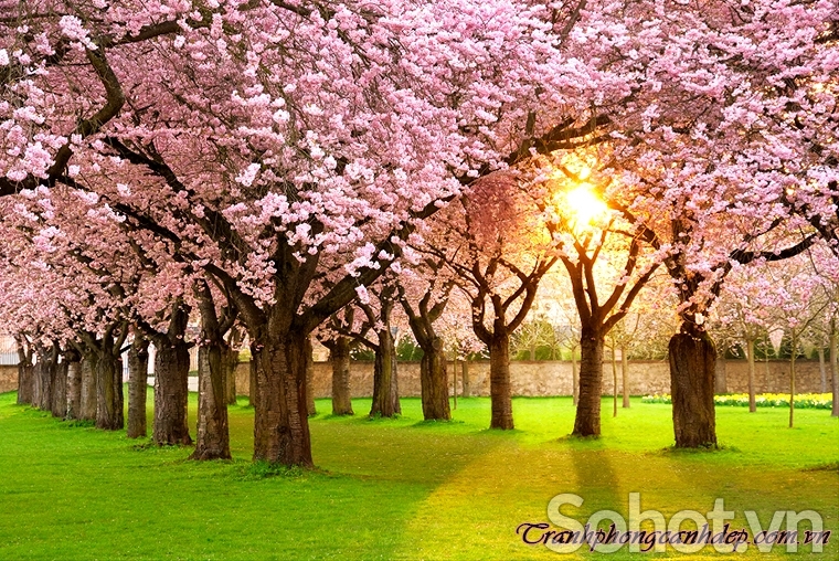 Tranh gạch 3d hoa đào - 43XBVC