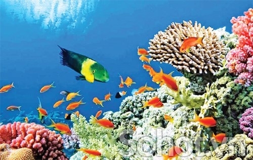 Tranh gạch 3d ốp bể bơi - gạch tranh 3d ốp bể bơi - HFC098