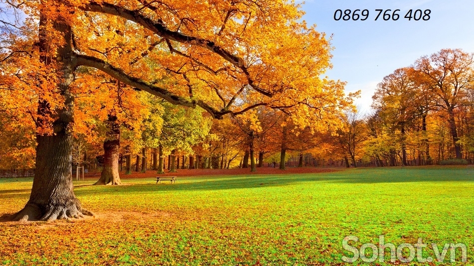 Tranh phong cảnh lá vàng-Gạch tranh mùa thu - Hà Nội 