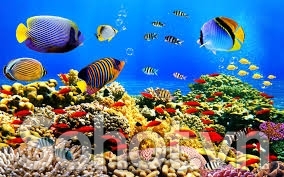 Tranh gạch 3d cá heo đại dương - HDC32