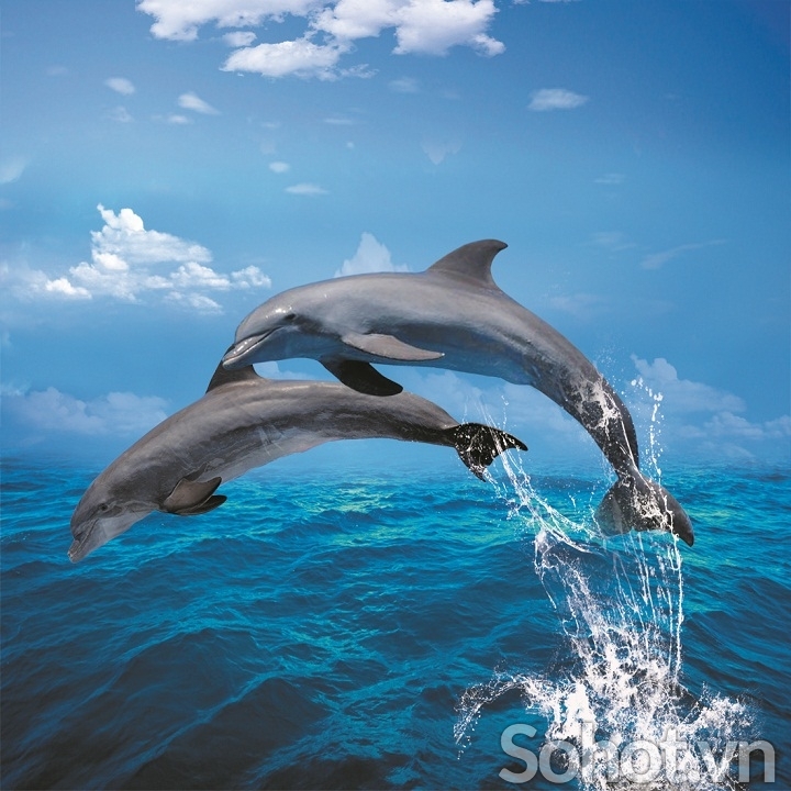 Tranh cá heo- gạch tranh 3D trang trí phòng