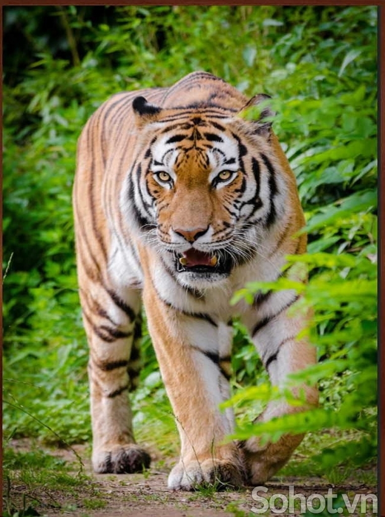 tranh con hổ - gạch tranh 3d hổ