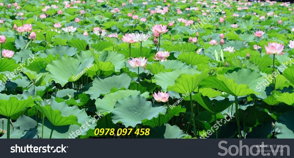Tranh hoa sen - tranh gạch men