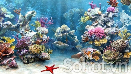 Tranh gạch 3d ốp bể bơi - SJN96