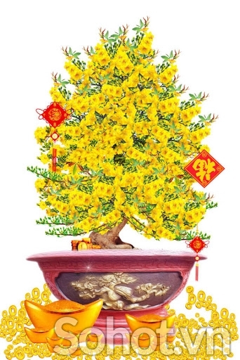 Tranh 3d cây mai tranh gạch 3d cây mai 765AC