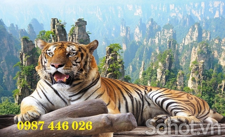 Tranh hổ- gạch tranh ốp tường HP0224