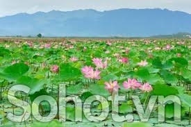 Tranh gạch 3d ốp tường hoa sen - 733CC