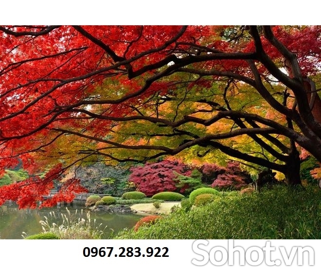 Tranh 3D- Tranh gạch cảnh rừng lá đỏ