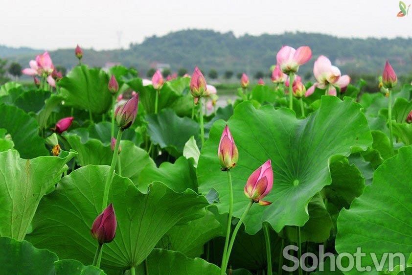 Tranh gạch 3d ốp tường hoa sen - 733CC