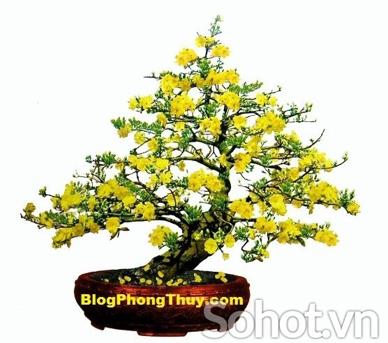 Gạch ốp tường 3D hoa mai