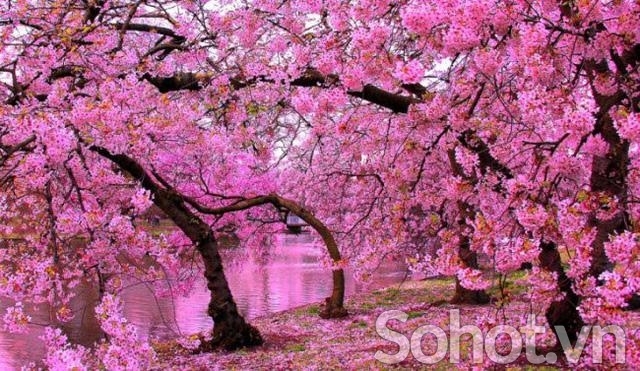 Tranh trang trí phòng khách- gạch tranh vườn hoa