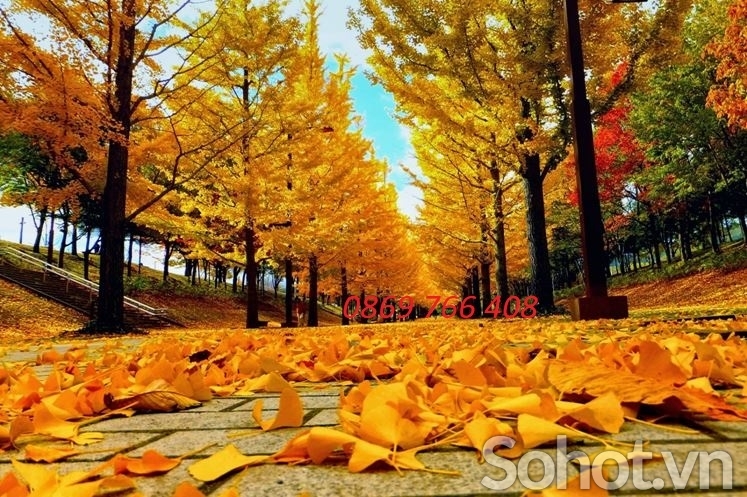 Tranh phong cảnh lá vàng-Gạch tranh mùa thu