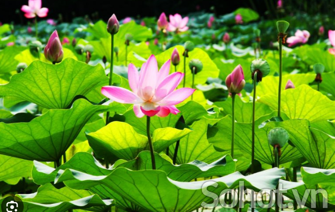Tranh gạch 3d hoa sen - gạch tranh 3d hoa sen - HG6