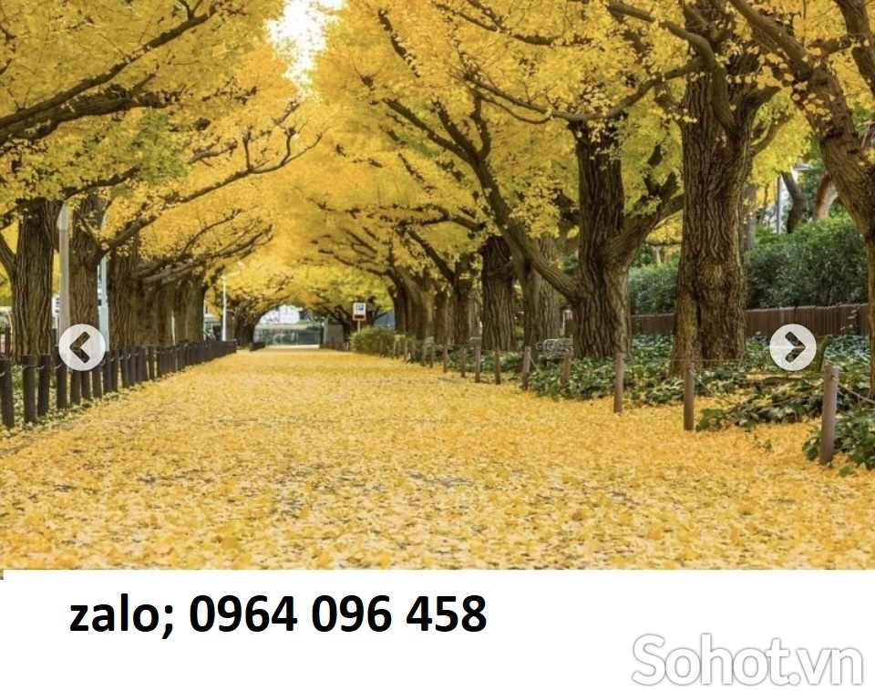 Tranh gạch 3d rừng cây - XCVV5