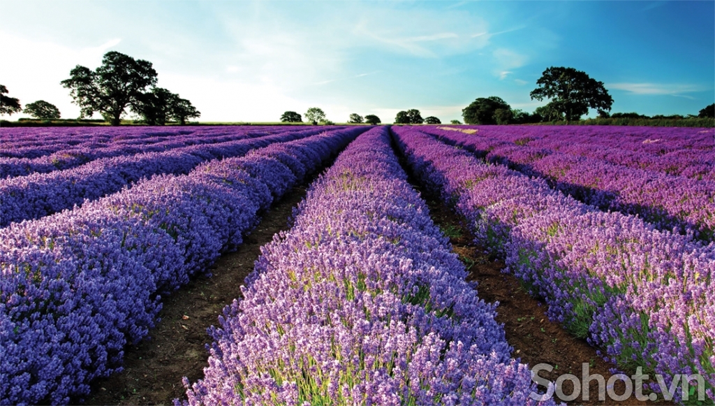 Tranh vườn hoa- gạch tranh 3D