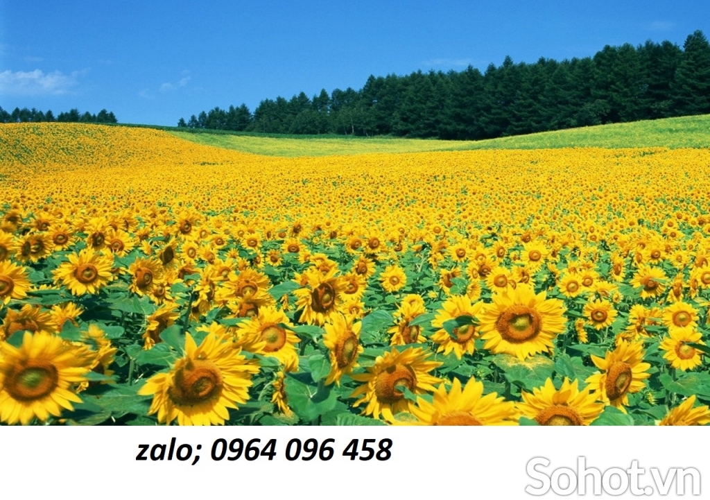 Tranh gạch 3d hoa cỏ đồng quê - SXNBN09