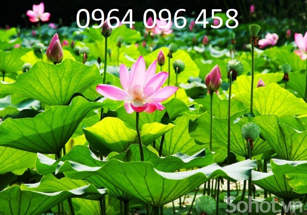 Tranh gạch 3d hoa sen - SXMM65