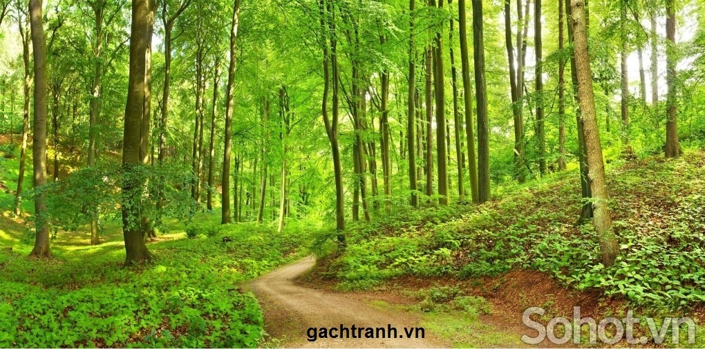 Tranh gạch rừng cây 3d - KNBC6