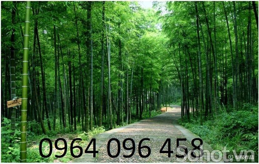 Tranh gạch 3d tre trúc - TKMN6