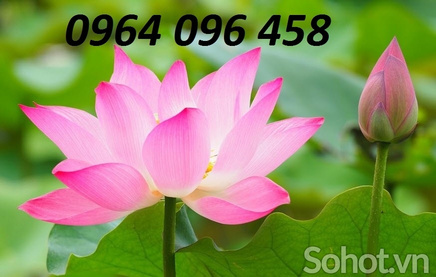 Tranh gạch 3d ốp tường hoa sen - SDF53
