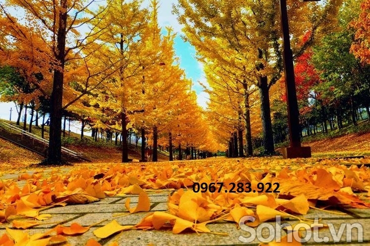 Gạch trang trí cảnh mùa thu