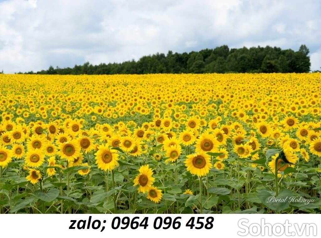 Tranh gạch 3d vườn hoa thiên nhiên - 9876CN