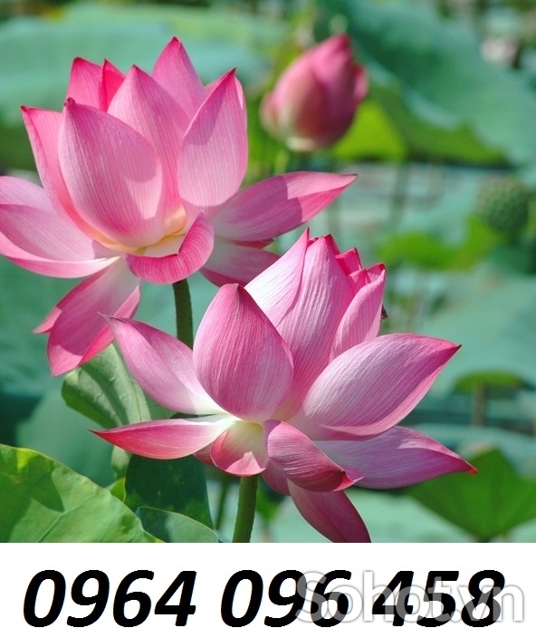Tranh gạch ốp tường 3d hoa sen - 543XM