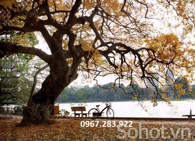 Gạch ốp tường 3D cảnh mùa thu