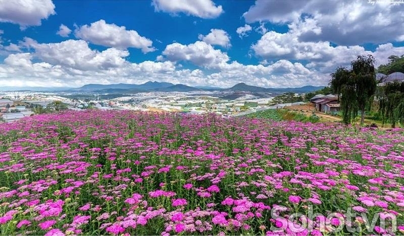 Tranh trang trí phòng khách- gạch tranh vườn hoa