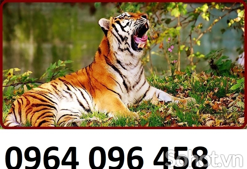 Tranh con hổ 3d - gạch tranh con hổ 3d - 745SP