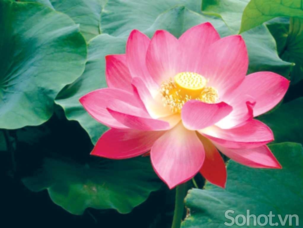 Tranh 3d hoa sen - tranh gạch 3d hoa sen - AN641