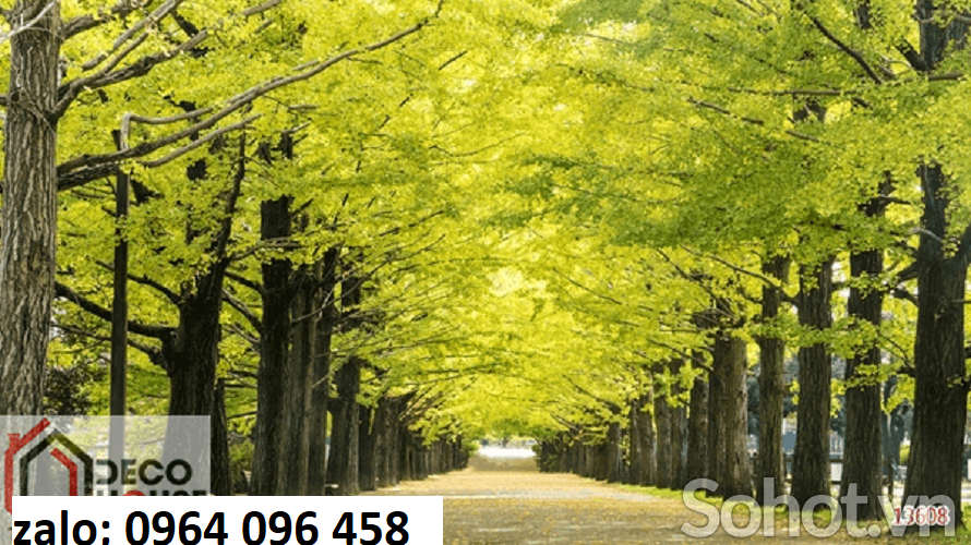 Tranh gạch 3d rừng cây cổ thụ - 895CN