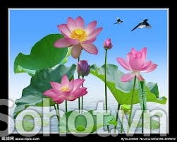 Tranh gạch 3d hoa sen - CNB555