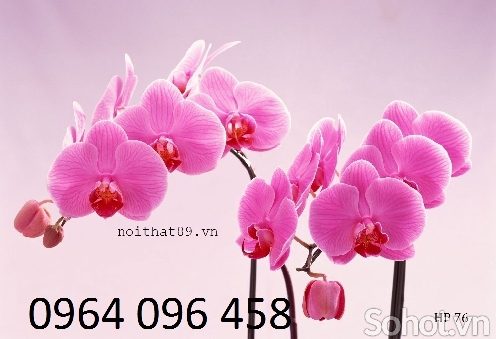 Tranh gạch 3d hoa lan - SXB55