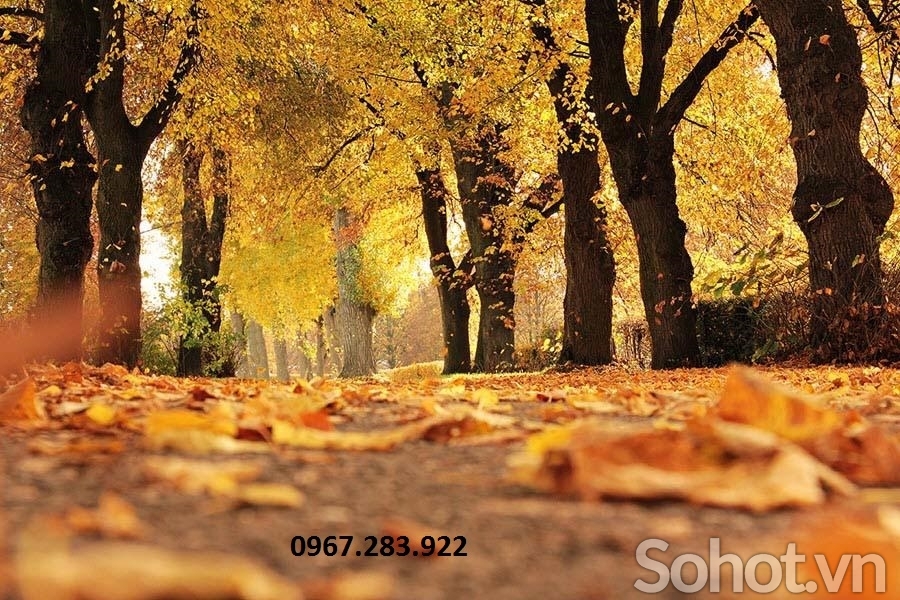 Tranh tường trang trí 3d phong cảnh mùa thu