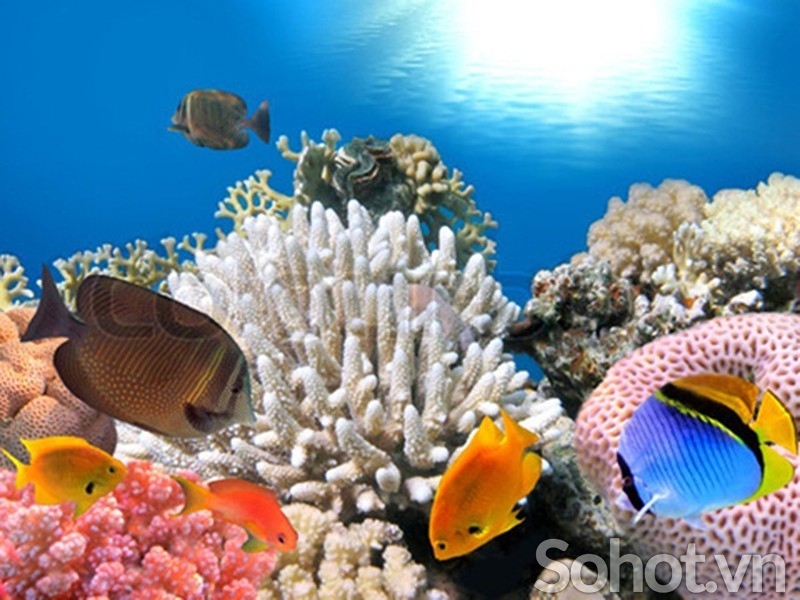 Tranh gạch 3d ốp bể bơi - SJKN5