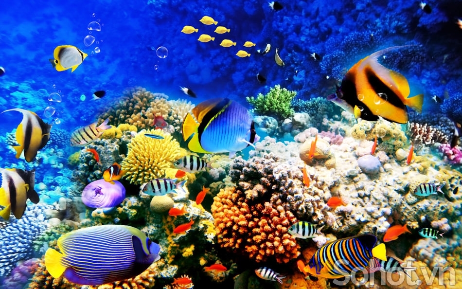 Tranh gạch 3d ốp bể bơi - BXC42