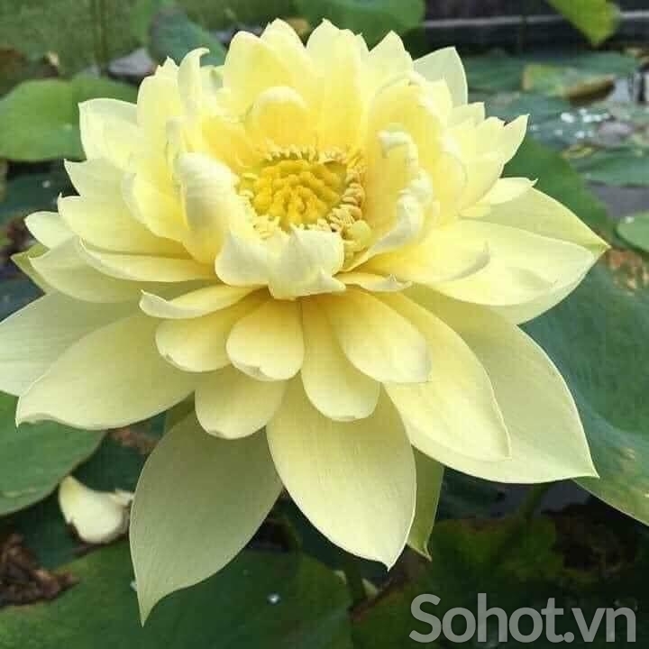 Tranh gạch men 3d hoa sen ốp tường - FSX22