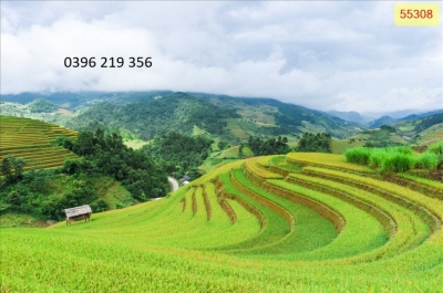 Tranh phong cảnh ruộng bậc thang trang trí