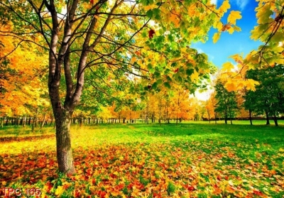 Tranh phong cảnh rừng cây lá vàng gạch tranh 3d - 32KSA