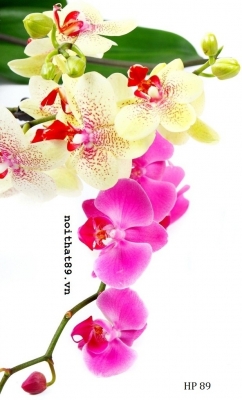 Tranh gạch 3d hoa lan - SXB55