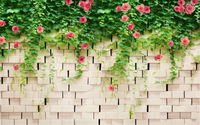 Tranh gạch men hoa hồng leo HP823