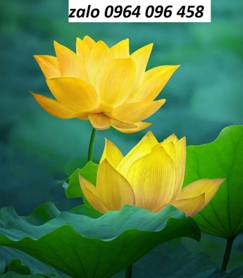 Tranh gạch men 3d hoa sen - DCMMN87