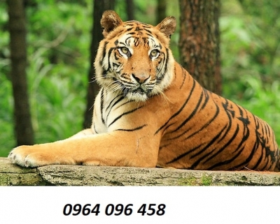Tranh gạch 3d con hổ - gạch tranh 3d phong thủy con hổ -122CN