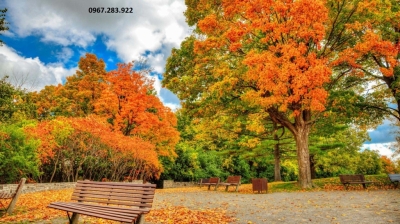 Tranh trang trí phong cảnh rừng mùa thu