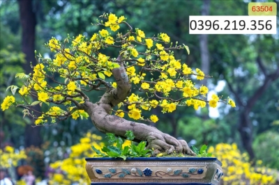 Tranh tứ quý treo tường