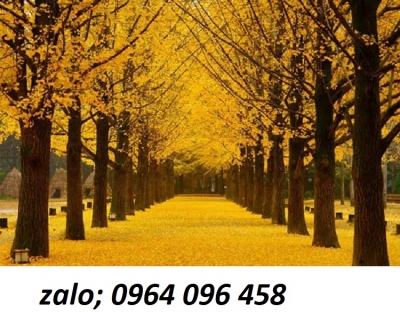 Tranh gạch 3d rừng cây lá vàng - XNV68