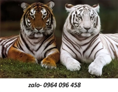 Tranh gạch 3d trang trí - 4888CB