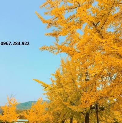 Gạch trang trí cảnh mùa thu