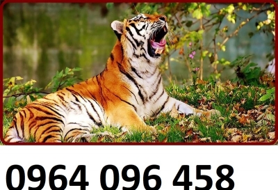 Tranh gạch 3d con hổ - tranh 3d con hổ - DGB6